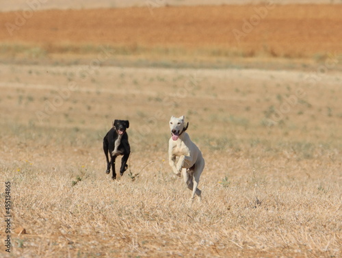 greyhound race fast dog domestic animal field hare hunting