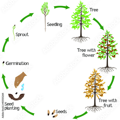 A growth cycle of a dahurian gmelin larch plant on a white background. photo