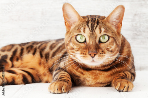 Bengal cat sitting on white wooden floor