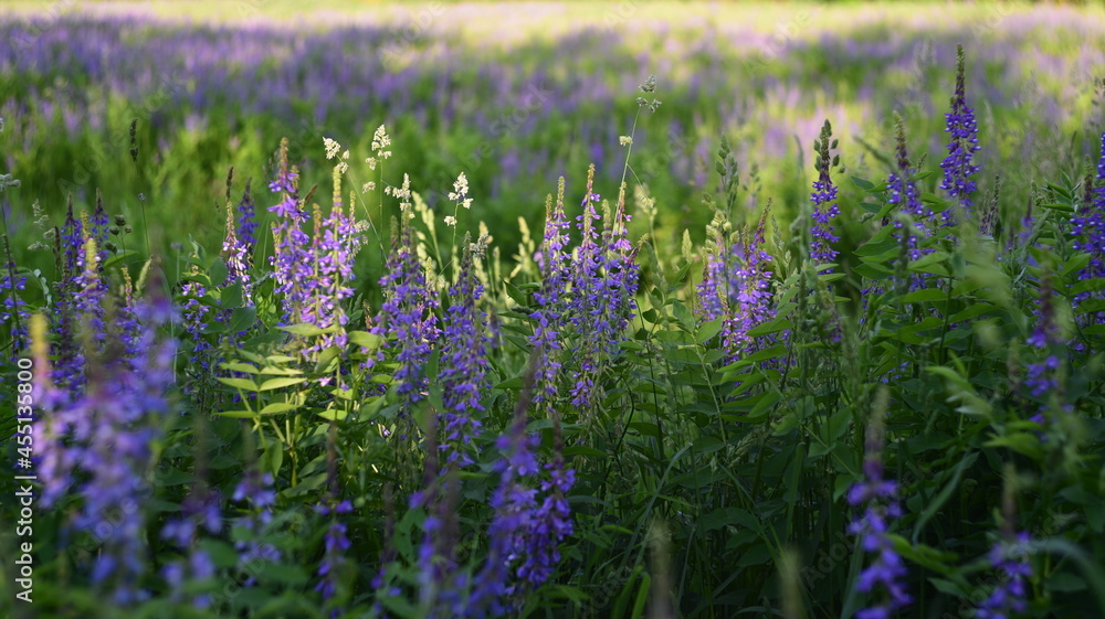 Naklejka premium green field with tall blue flowers on a sunny summer day, Russia