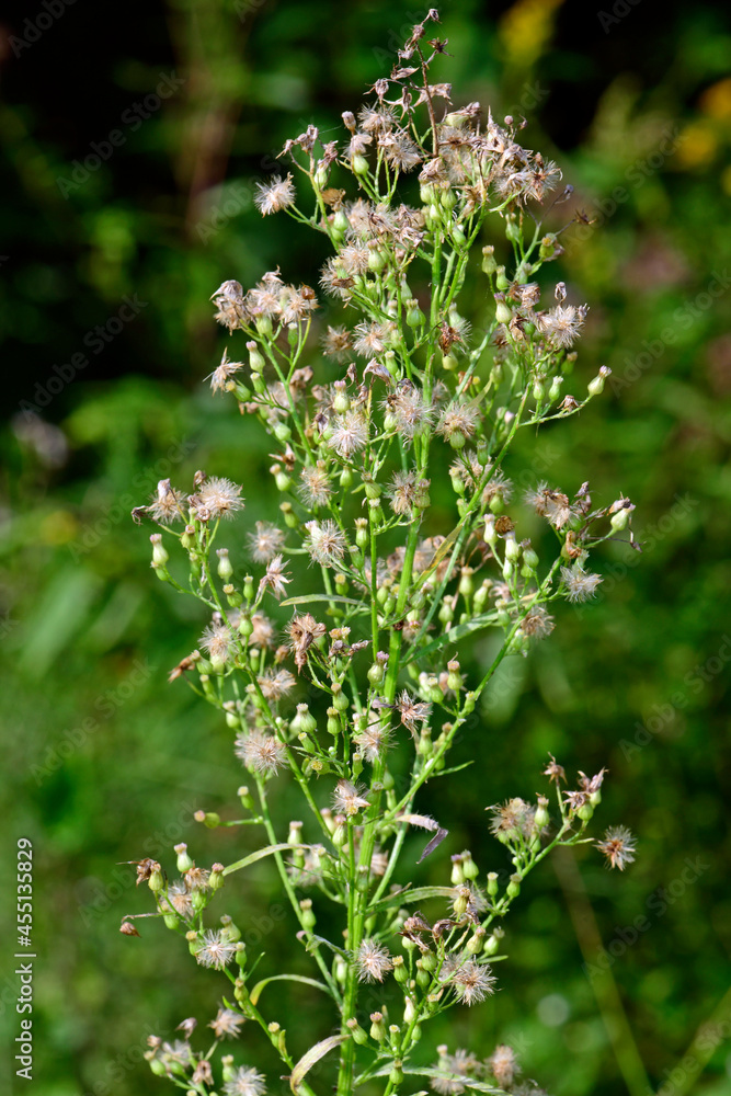 Canadian horseweed // Kanadisches Berufkraut (Erigeron canadensis) Canadian horseweed // Kanadisches Berufkraut (Erigeron canadensis)