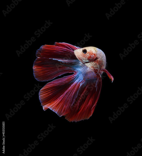 A betta fish is a small, freshwater fish that is brightly colored has long fins and sometimes called a Siamese fighting fish. This is one of kind betta fish called Double Tail Halfmoon Betta Fish