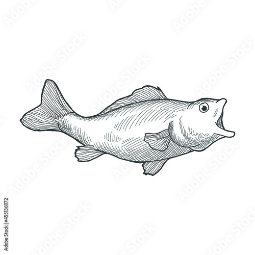 fisf detailled illustration