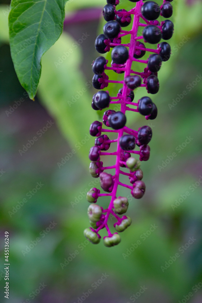 Red Berries Ripening