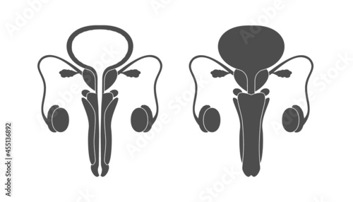 Male human reproductive system symbol. Reproductive organ with cross section and whole view icon.