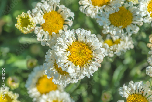 Chamomile is a highly decorative perennial. Herbaceous perennial plant. daisies in the grass.