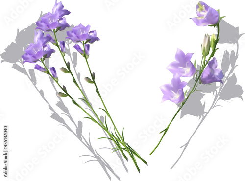 lilac bellflowers with shadows on white
