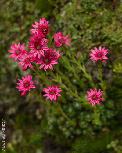 Pink Alpine Flowers