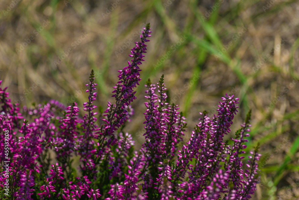 Obraz premium field of lavender