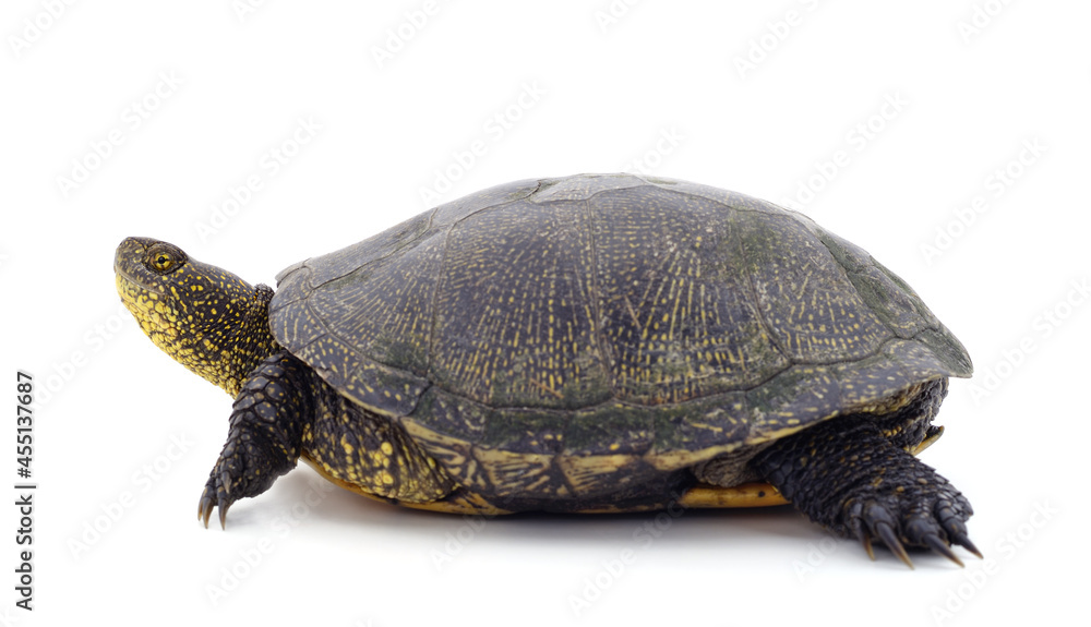One beautiful turtle. One beautiful turtle.