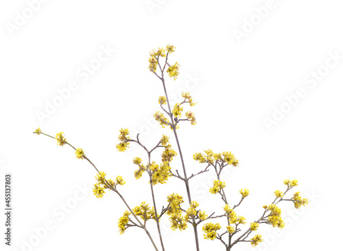 A branch of yellow dogwood. © ANASTASIIA