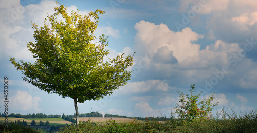 Tree in the field  landscape in Germany