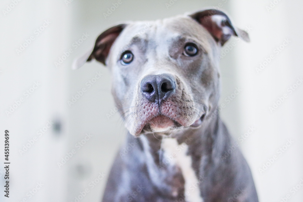 Close up of a puppy Pit Bull dog at home. Selective focus.