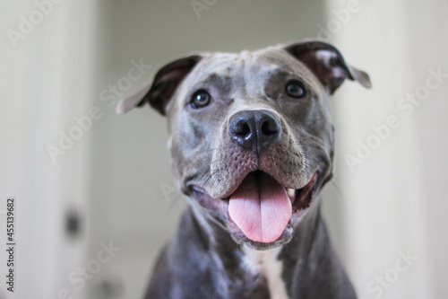 Close up of a puppy Pit Bull dog at home. Selective focus.