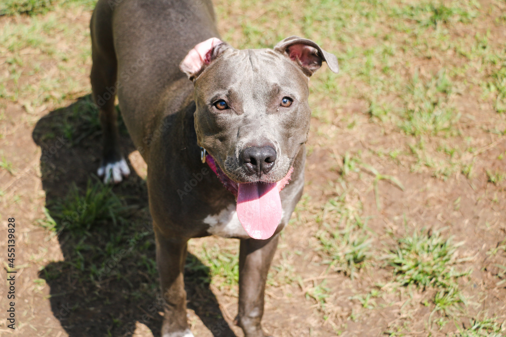 Pit bull puppy dog playing and having fun in the park. Selective focus.