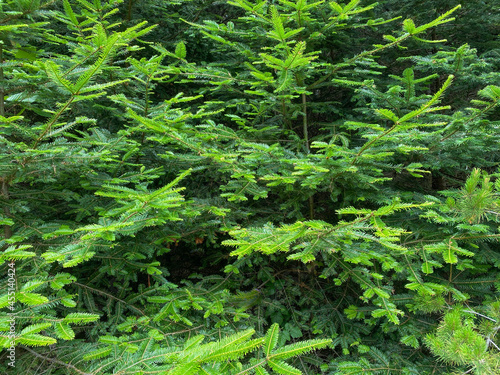 looking at evergreen hedge forest pine trees along roadside with bright green moist branches and needles