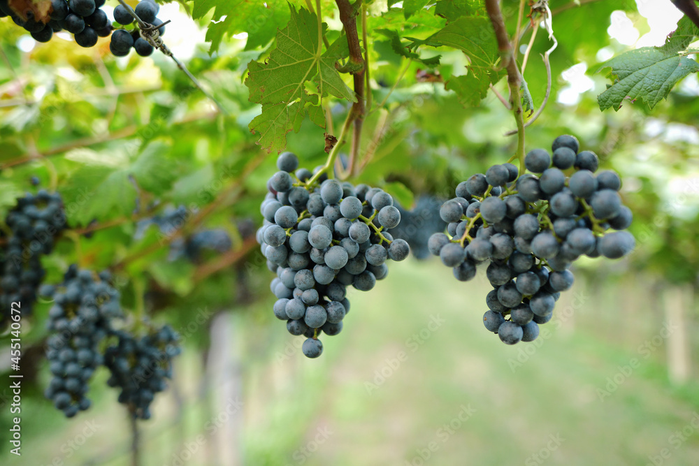 Vineyards at sunset in autumn harvest. Ripe grapes in fall. Single bunch of Shiraz grapes on vine.