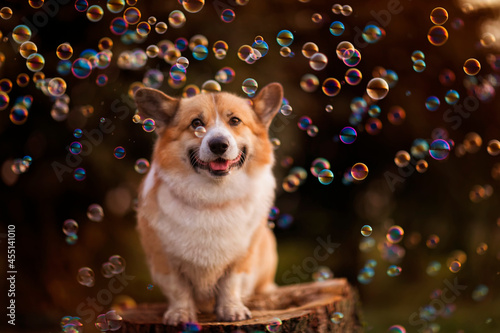 cute corgi dog puppy sitting in a sunny summer garden on a stump surrounded b...