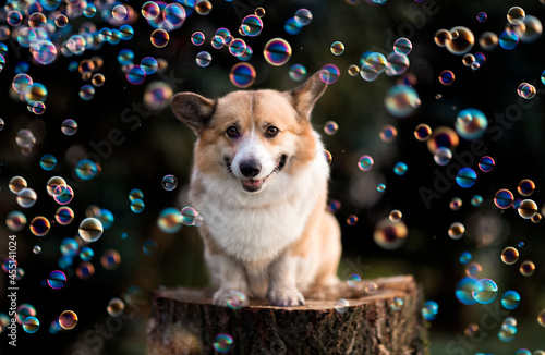portrait of a cute corgi dog puppy sitting in a sunny summer garden on a stum...