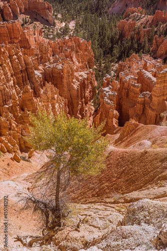 Lone tree growning from the rocks on the side of Bryce Canyon