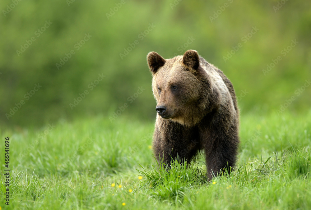 Fototapeta premium Wild brown bear ( Ursus arctos )