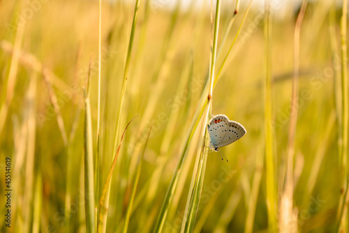 snail on the grass