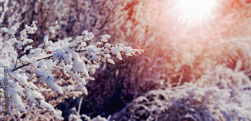 Snow-covered branches of plants in the forest in the morning during sunrise