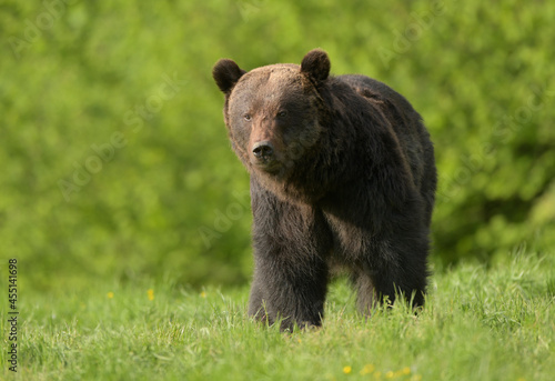 Fototapeta Naklejka Na Ścianę i Meble -  Wild brown bear ( Ursus arctos )