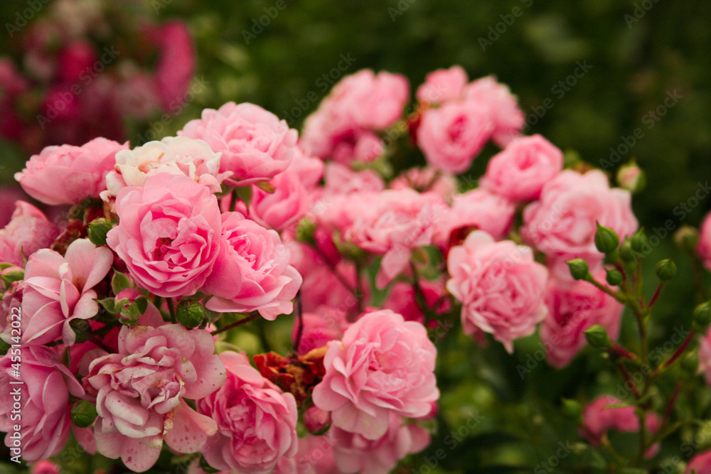 pink and white roses