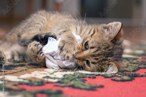 Canvas Print A small striped kitten plays with crumpled paper