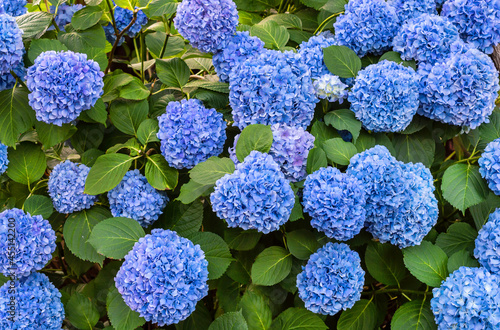 Bush hydrangea with beautiful blue flowers. Natural background.