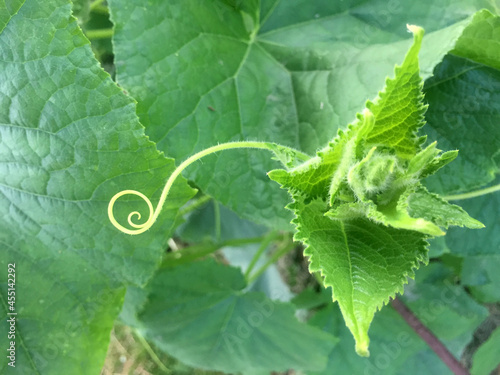 Сucumber leaf and curly tendril