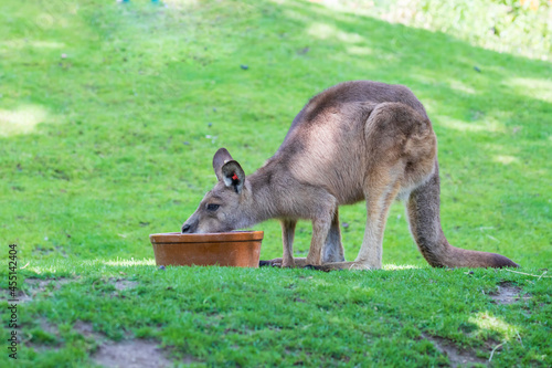 The kangaroo is at the bowl with the food. There is green grass around.