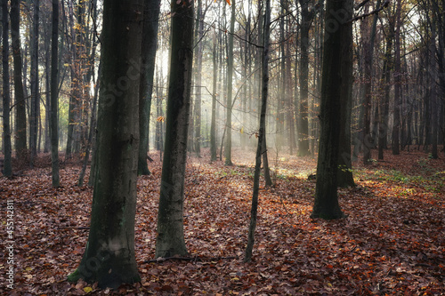 November morning in the woods  rays of autumn sun  sunbeams