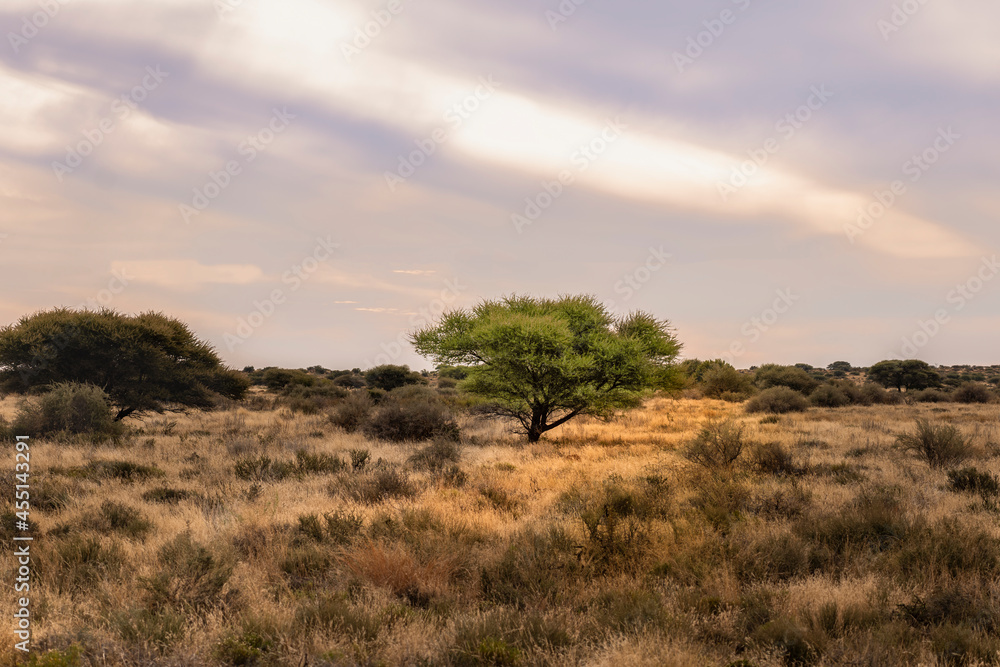 A tree in Karoo dry grassland in South Africa
