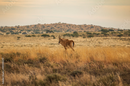 Landscape shot of African antelope in Karoo grassland n South Africa