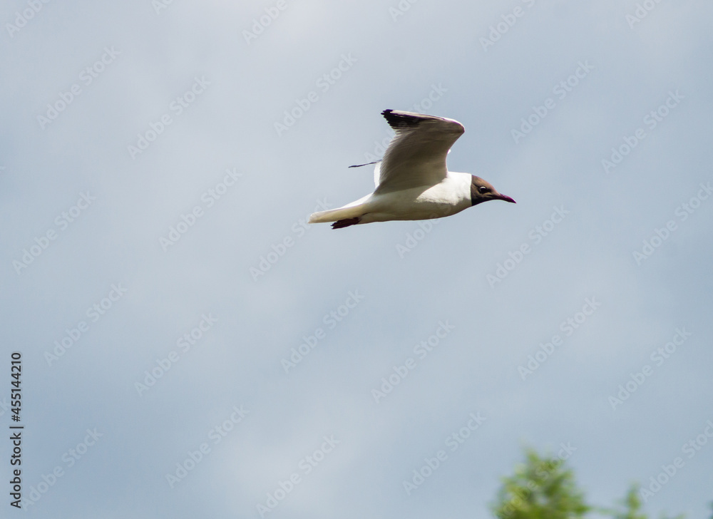 Flying seagull (Larus ridibundus) on cloudy sky background Flying seagull (Larus ridibundus) on cloudy sky background