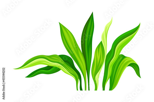 Green Tropical Leaf on Stem as Nature Element Vector Illustration