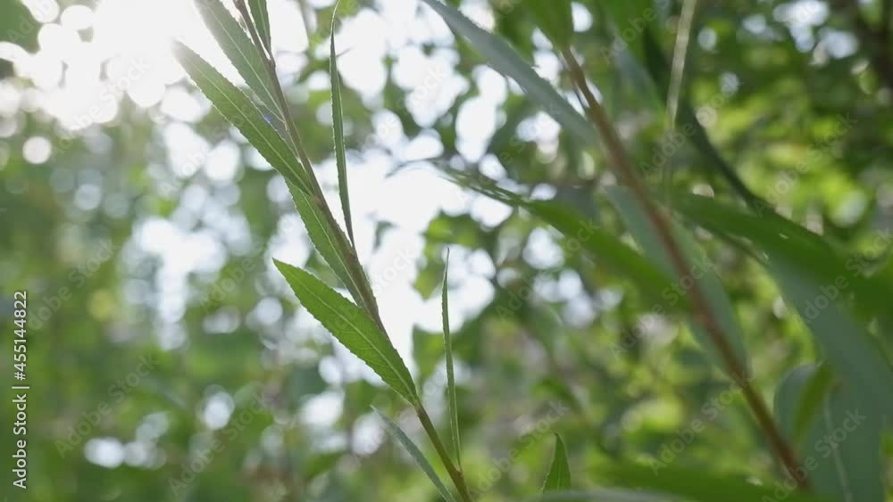 Green leaves on tree branch blowing. The sun rays shine and twinkle through the leaves and branches Green leaves on tree branch blowing. The sun rays shine and twinkle through the leaves and branches