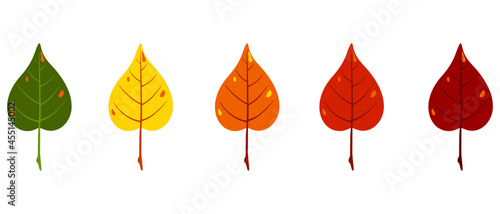 five autumn leaves of green  yellow  orange and red colors