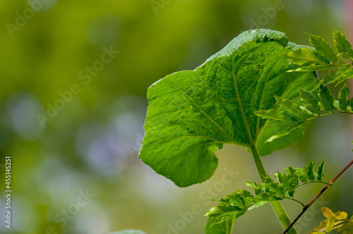 Kompozycja roślinna tło z dużym zielonym liściem