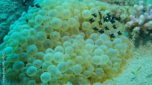 Baby Clownfish and school of Damsel fish swims on Bubble Anemone. Red Sea Anemonefish (Amphiprion bicinctus) and Domino Damsel fishes (Dascyllus trimaculatus), slow motion photo