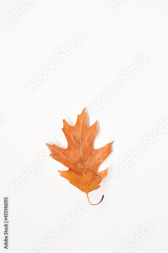 autumn leaves composition on white background