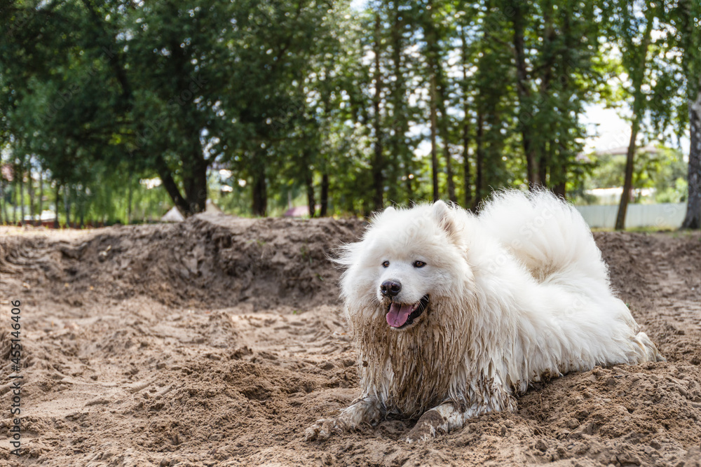 Samoyed. Fluffy white big dog on the sand Samoyed. Fluffy white big dog on the sand