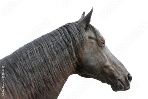Side view portrait of a horse © acceptfoto