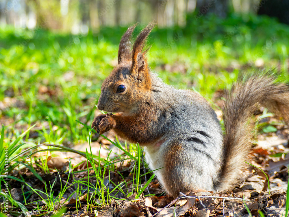 Large portrait of a squirrel sitting on the green grass in the park on a sunny spring day. Close up Large portrait of a squirrel sitting on the green grass in the park on a sunny spring day. Close up