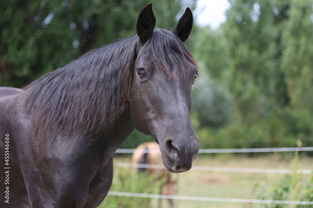 Fototapeta premium Head shot of a purebred morgan horse at a rural ranch