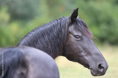 Head shot of a purebred morgan horse at a rural ranch photo