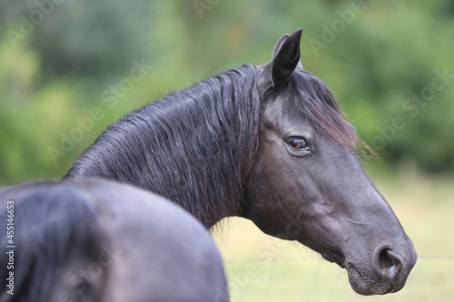Obraz na plátne Head shot of a purebred morgan horse at a rural ranch