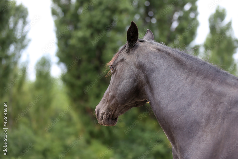 Fototapeta premium Head shot of a purebred morgan horse at a rural ranch